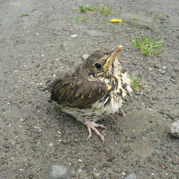 What to Do If You Find a Baby Bird: A Step-by-Step Guide