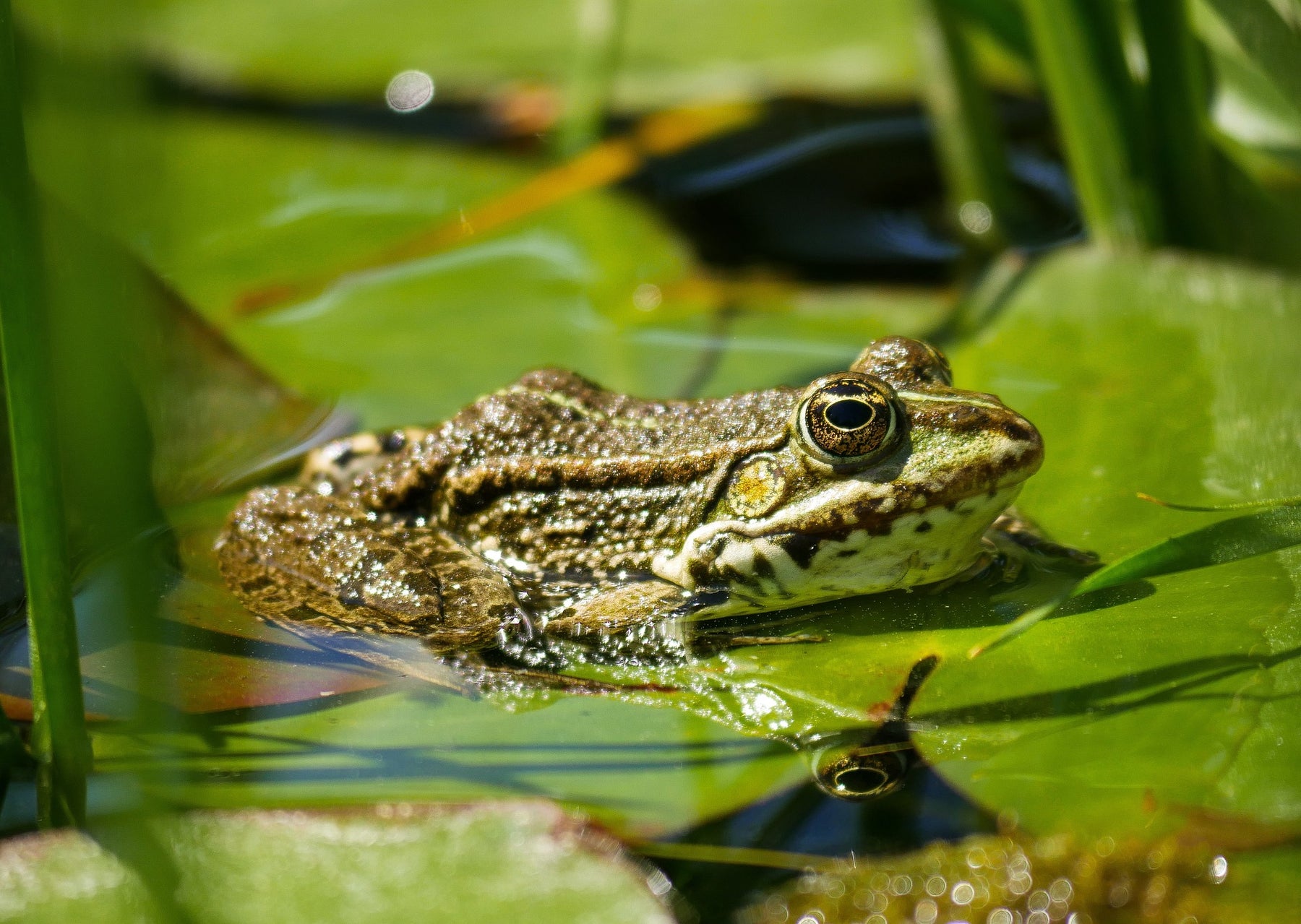 10 Reasons to Add a Pond to Your Garden!