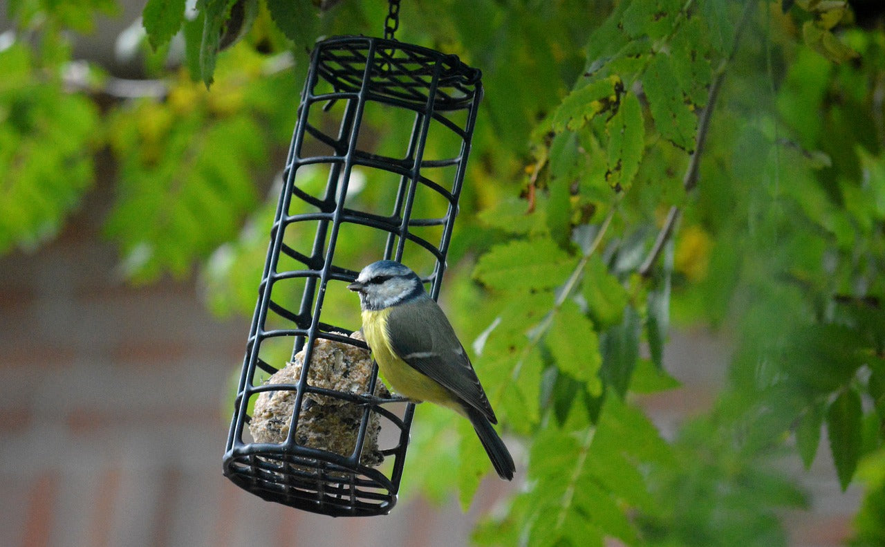 Garden Bird Fat Balls