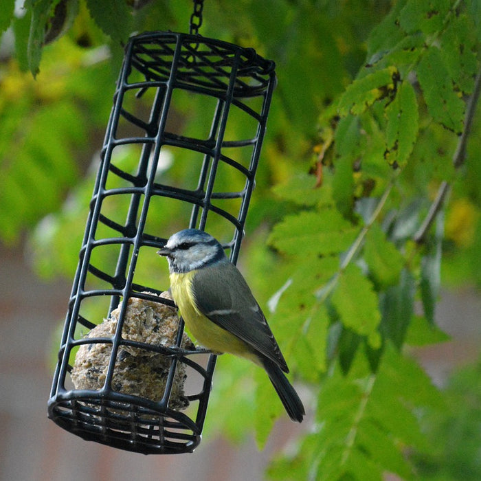 Garden Bird Fat Balls