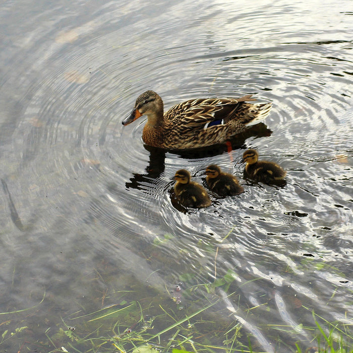 Feeding Ducks and Swans the right way, where and how.