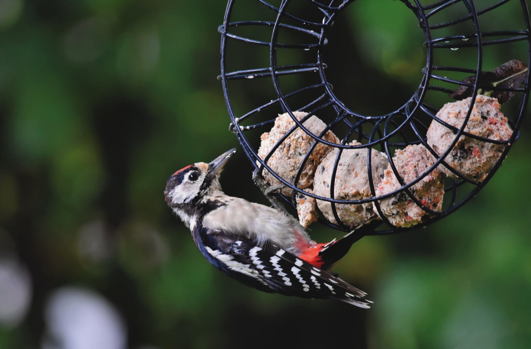 Nourishing Garden Birds: The Benefits of Suet and Fat-Based Foods