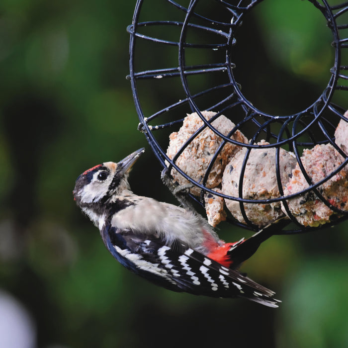 Nourishing Garden Birds: The Benefits of Suet and Fat-Based Foods
